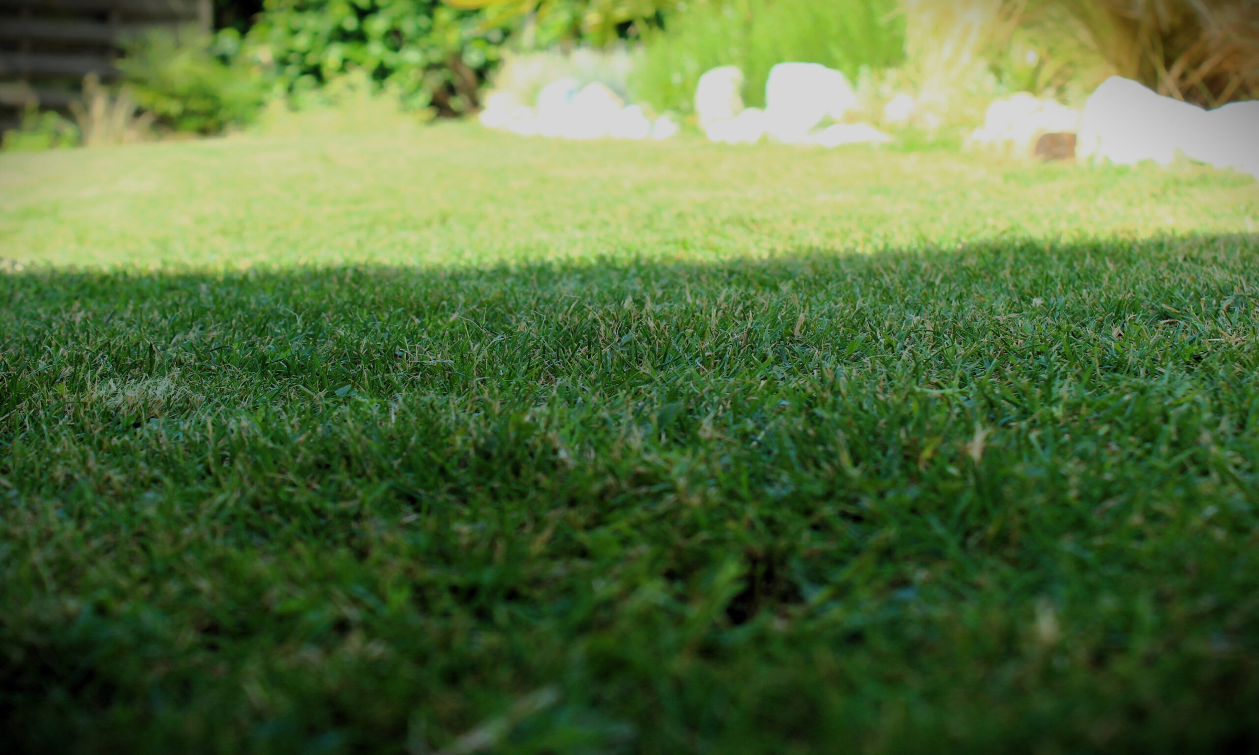 Pelouses, semis et gazon synthétiques