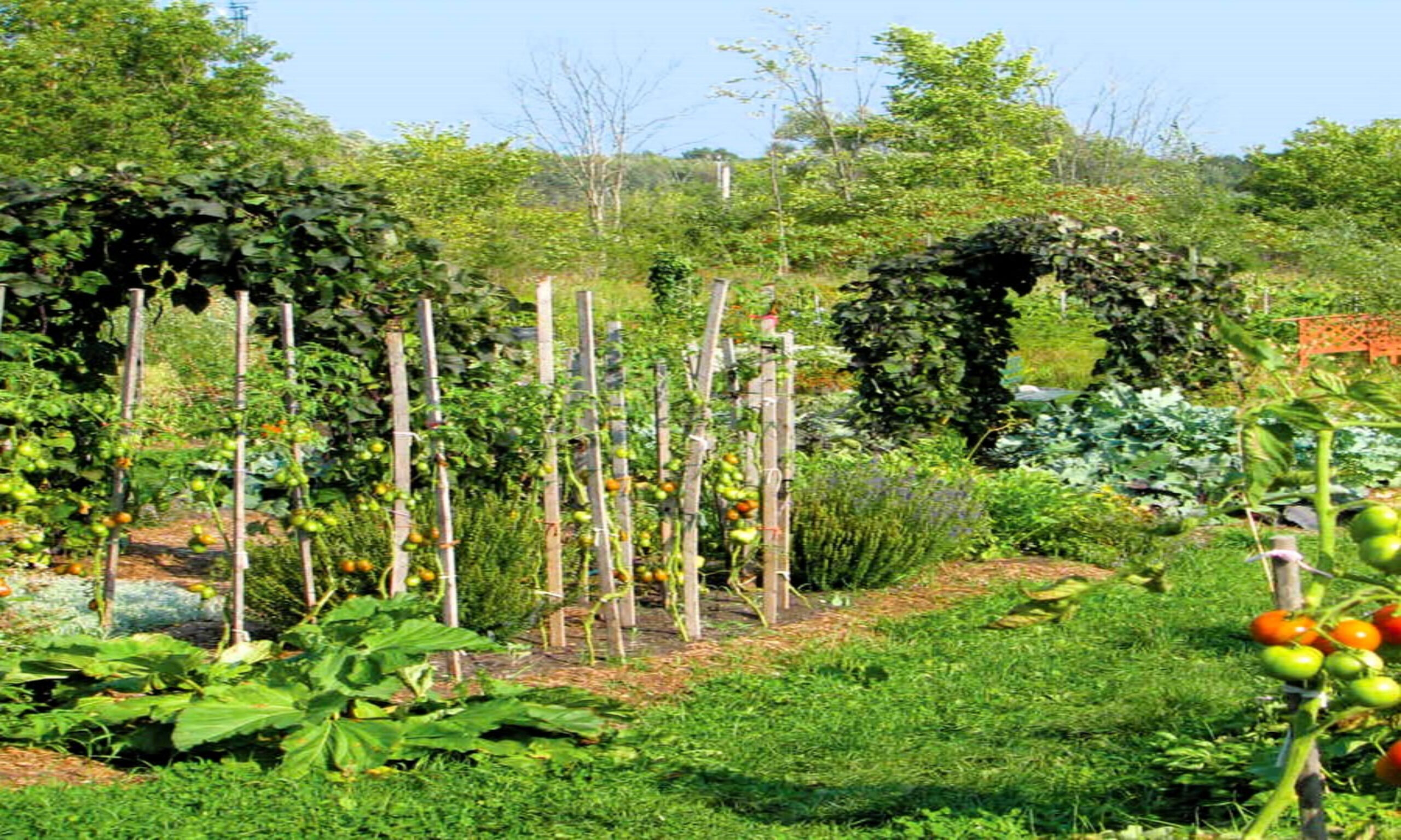 Potager et verger inspirés des techniques de permaculture